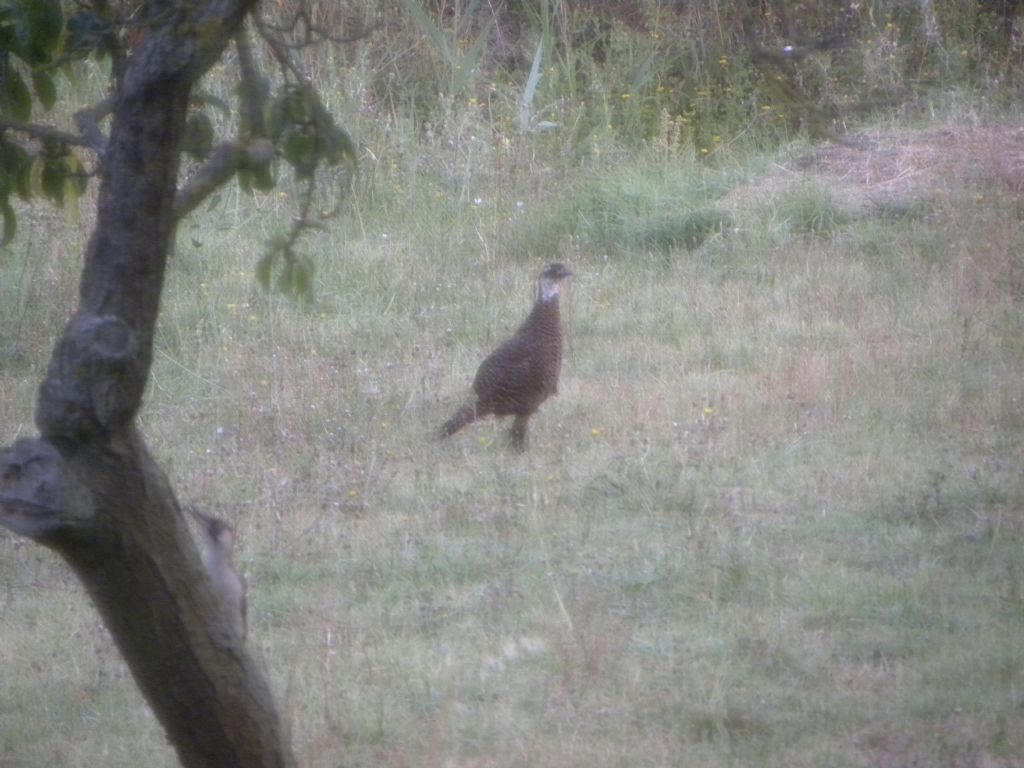 identificazione: probabile ibrido di fagianoo